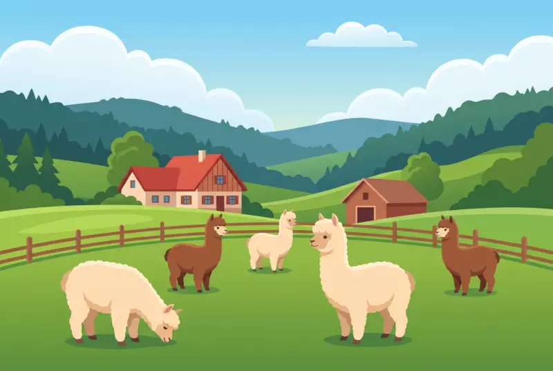 Illustration des alpagas dans leur pré à Loveresse, dans le Jura bernois