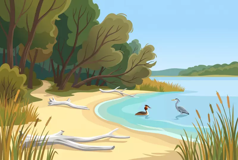 Illustration de la plage de sable sauvage de Font, bordée de roseaux et de forêt riveraine dans la Grande Cariçaie