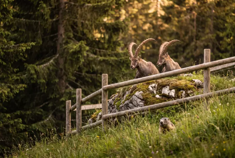 Zoos, parcs animaliers et fermes : où approcher les animaux en Suisse romande ?