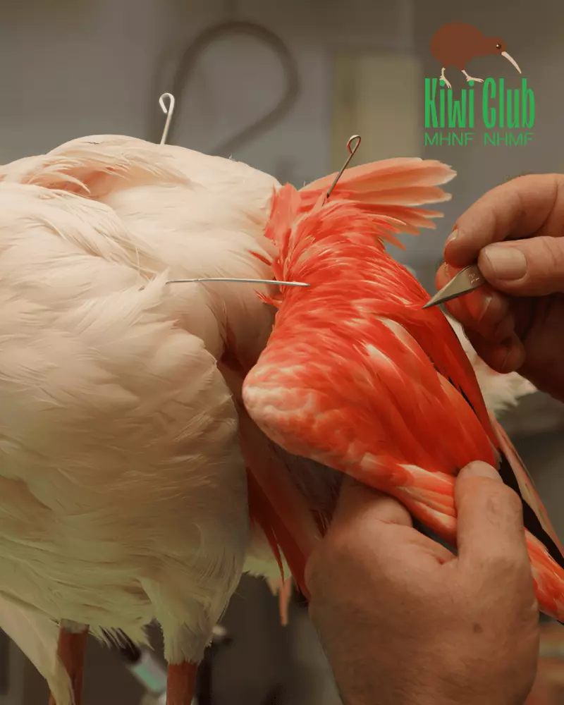 Kiwi Club – Apprentis taxidermistes