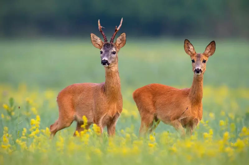 Les animaux de la forêt