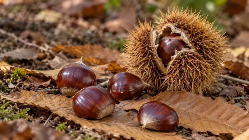 Châtaignes et bogue ouverte sur des feuilles d’automne, illustration photoréaliste générée.