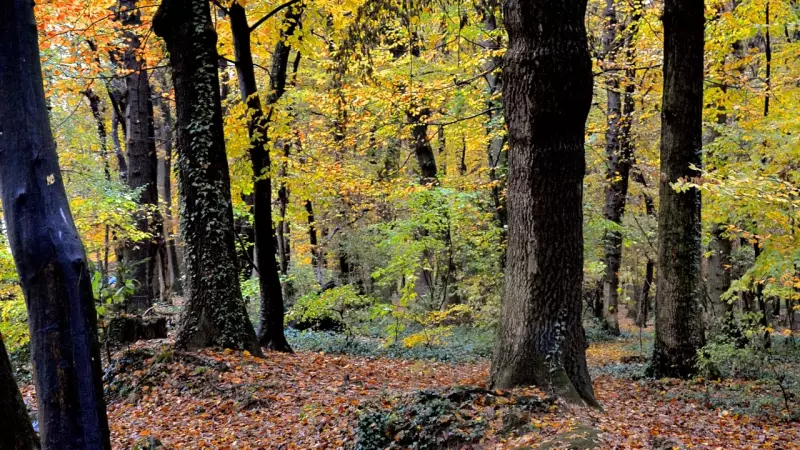 Arbres et feuilles d’automne au Bois de la Bâtie à Genève.