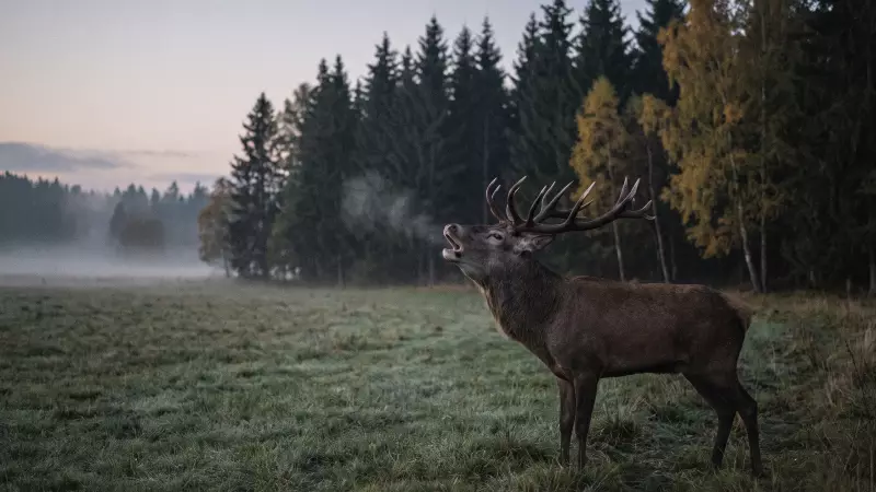Un cerf élaphe brame à la lisière d’une forêt de sapins, dans un pâturage brumeux du Jura au crépuscule