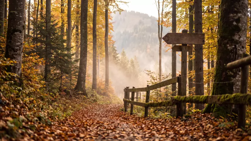 Sentier forestier couvert de feuilles rousses et barriere en bois, dans les Prealpes vaudoises en automne