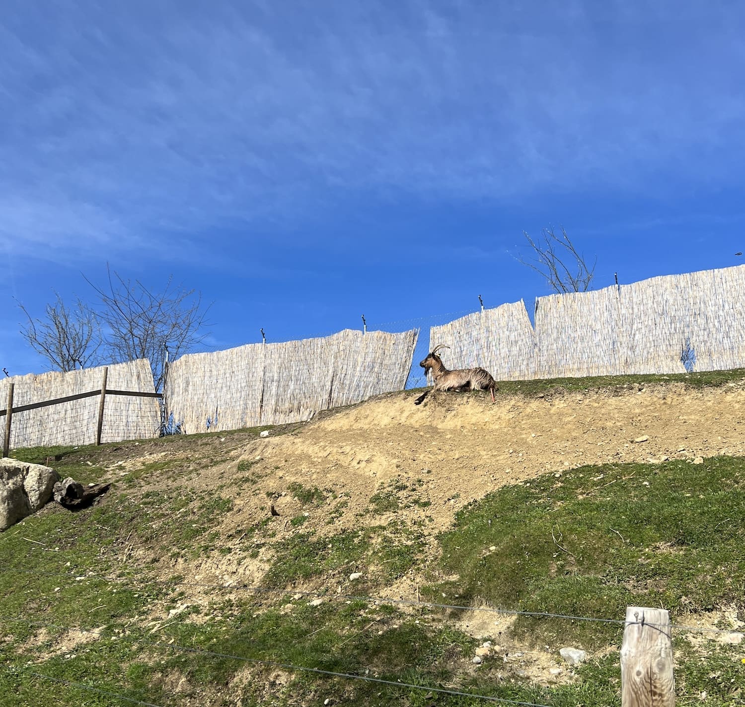 Parc animalier La Garenne à Le Vaud: une sortie nature près de Nyon
